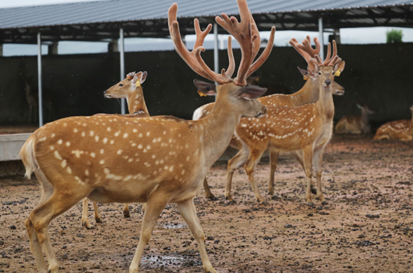 自有养鹿场