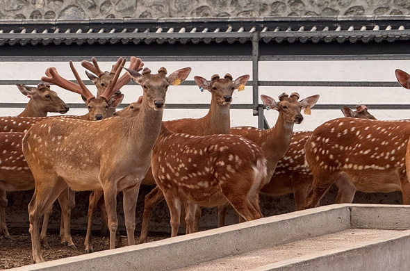 自有养鹿场